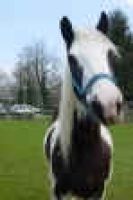 Breezer