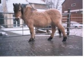 Saar