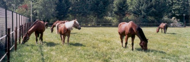 Paarden in de wei